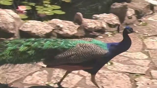 Mayfield Park and Preserve (60fps MiniDV, Panasonic AG-DVC30) смотреть онлайн