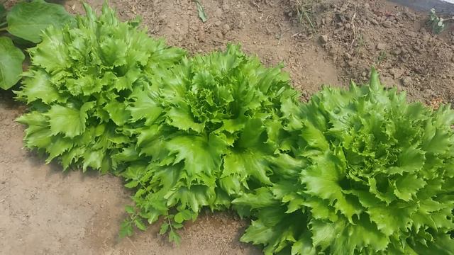 Salata ledena kraljica mp4 смотреть онлайн