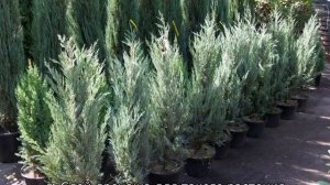 Можжевельник скальный Мунглоу: описание сорта