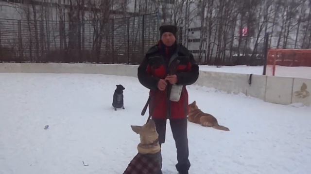 Собака тянет на поводке, один из вариантов работы смотреть онлайн