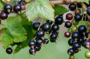 Готовимся к урожаю смородины весной.