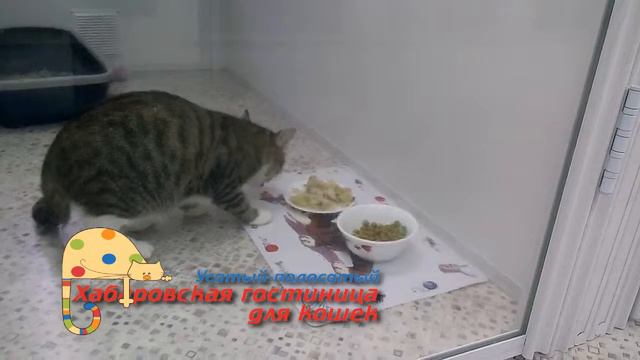 Хабаровская гостиница для кошек "Усатый-полосатый" смотреть онлайн