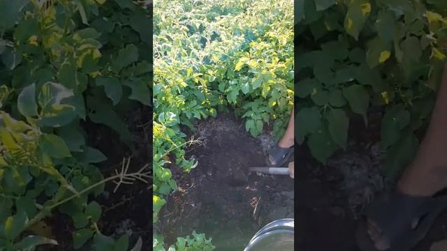 Картофель Ривьера смотреть онлайн