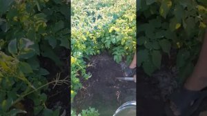 Картофель Ривьера