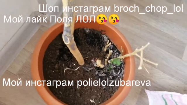 Новый выпуск про наши растения/вырос арбуз и подсолнух/ смотреть онлайн