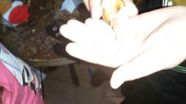 мой брат принёс странных животных смотреть онлайн