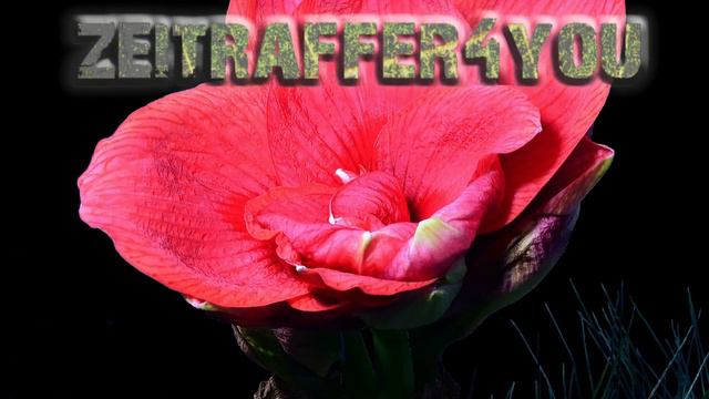 Amaryllis Blooming Time Lapse Zeitraffer смотреть онлайн