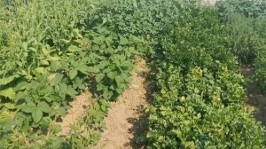 Почему не завязывает плоды СУПЕР ФИЗАЛИС Королева Малиналько!