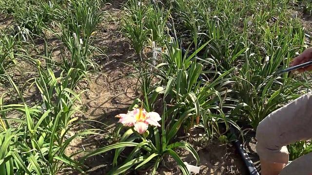 Любимые сорта лилейников + ИТОГИ КОНКУРСА / Сад Ворошиловой смотреть онлайн