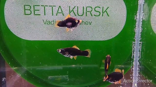 самки черного меченосца смотреть онлайн