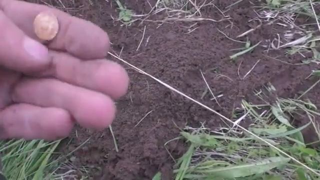столько монет, хоть автобус вызывай смотреть онлайн