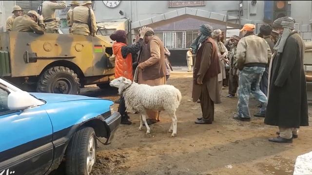 Говорит барашек "Бэ-э-ээээ" . Баран для съёмок . смотреть онлайн