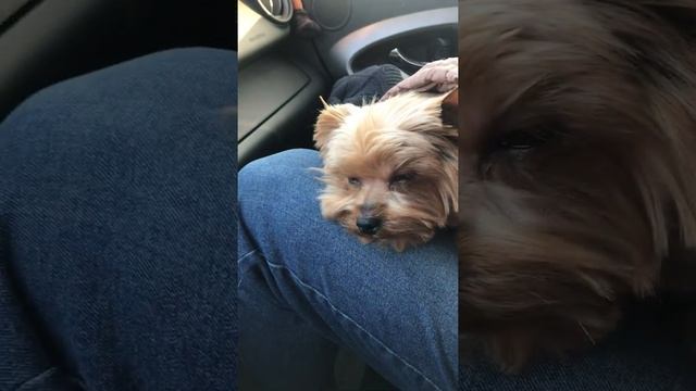 Как мы ездим с Йорком в машине смотреть онлайн