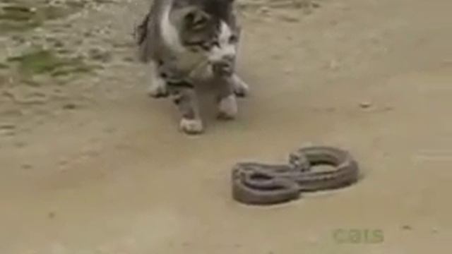 Кот и змея.Жесть! смотреть онлайн