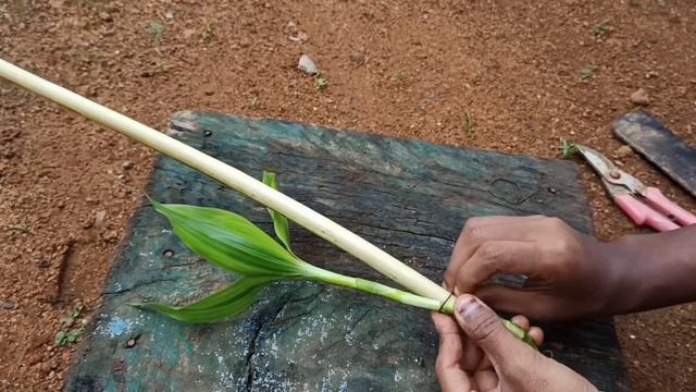 Dracena plant.... 🌿🌿 Lucky bamboo plant arrangement....🌿🌿.. plants makes greenary смотреть онлайн