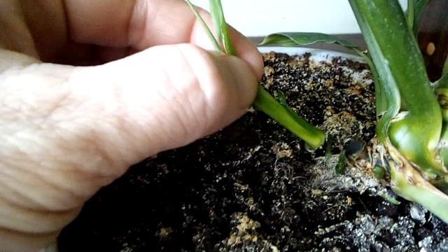 Спатифиллум, обрезка и укоренение в гидрогеле... смотреть онлайн