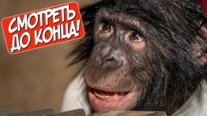 СМОТРЕТЬ ДО КОНЦА! Шимпанзе демонстрирует свой интеллект!