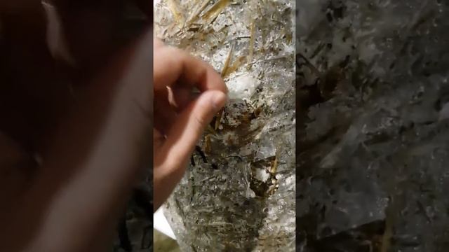 проблемы с вешенкой смотреть онлайн