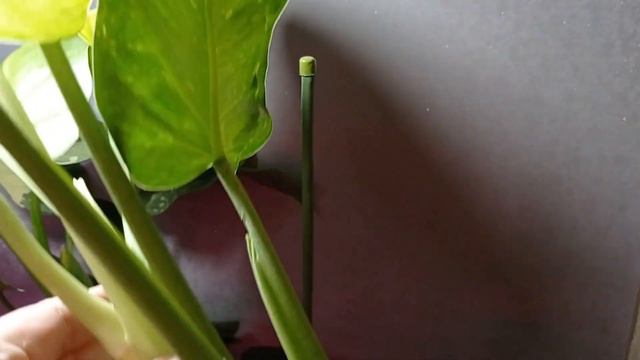 Обрезка переросших растений смотреть онлайн