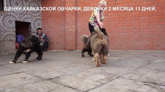 Продажа щенков Кавказской овчарки. www.r-risk.ru +79262205603 Ягодкина Татьяна смотреть онлайн