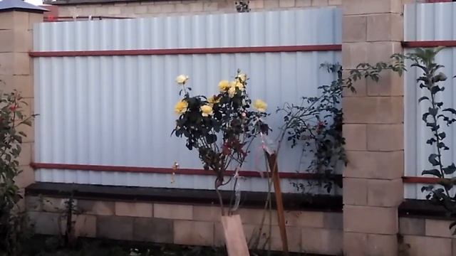 Букеты к 1 сентябрю из своих цветов!)