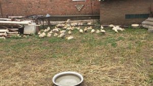 БРОЙЛЕРНАЯ УТКА ST-5 /2 недели