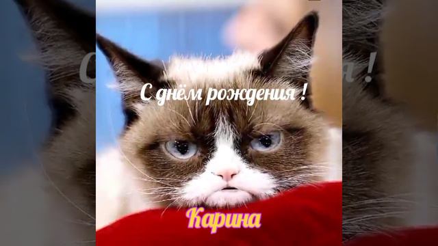 КАРИНА, С ДНЁМ РОЖДЕНИЯ!!!🌹😘❤️ #котики #коты #кошки #приколы #новинка смотреть онлайн