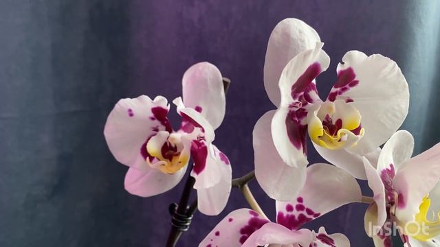Орхидея BENIDORM бабочка???