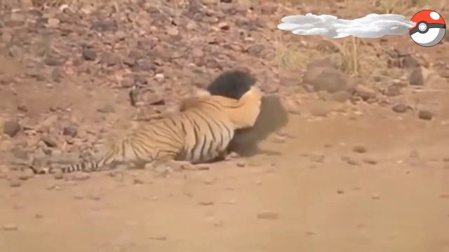 Tiger kill cow in 5 seconds смотреть онлайн