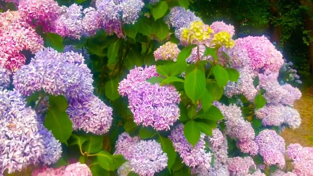 very large multicolor hydragena смотреть онлайн