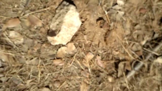Lacrau / Common Yellow Scorpion (Buthus ibericus) смотреть онлайн