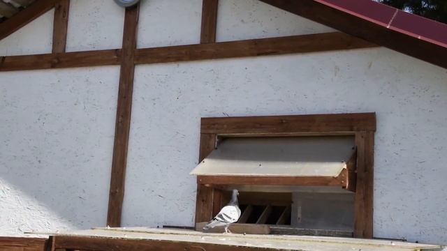 ТРЕНИРОВКИ МОЛОДЫХ ГОЛУБЕЙ ПРОДОЛЖАЮТСЯ смотреть онлайн