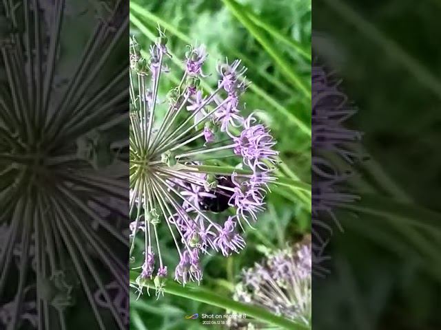 Шмель Декоративный лук. Крупный план смотреть онлайн