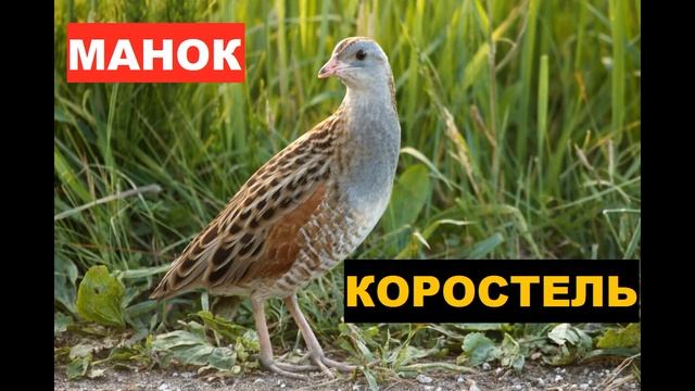 ?ГОЛОС (МАНОК) КОРОСТЕЛЬ смотреть онлайн