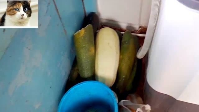 Кабачки сбор урожая 2018 смотреть онлайн