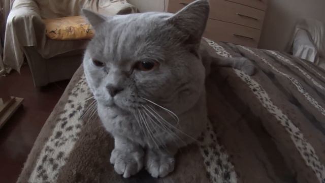 Терпеливый кот Тимофей и надоедливая хозяйка