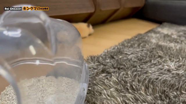 ハムスターがトイレで砂遊び中に散歩へ【ハムスター日常観察】 смотреть онлайн
