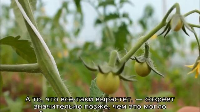 Какую температуру выдерживает рассада томатов смотреть онлайн
