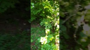 Вязание Липовых веников для бани(ломание)