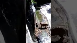 Тигр напал на человека (Индия)