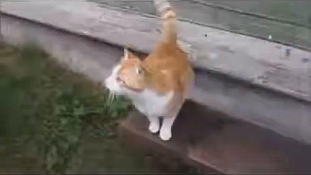 Славянские коты смотреть онлайн