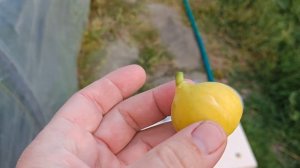 Инжир Фиг Бланш и урожай сегодня