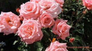 Роза чайно-гибридная Дезире (rose hybrid tea) ? роза Дезире обзор: как сажать саженцы розы Дезире