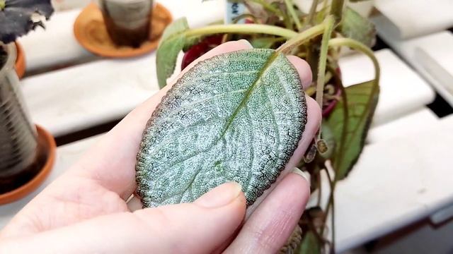 комнатные растения//обзор полочки с растениями/ смотреть онлайн