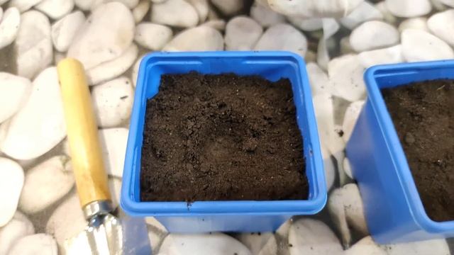 Сажаем суперострый перец хабанеро смотреть онлайн