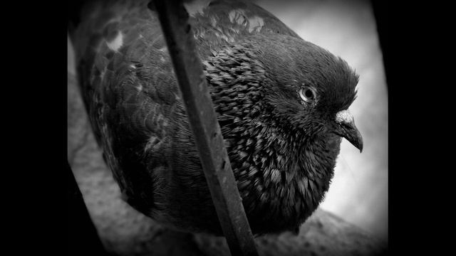 Страшные истории: Черный голубь (Птица в окно стучится) | Страшилка смотреть онлайн