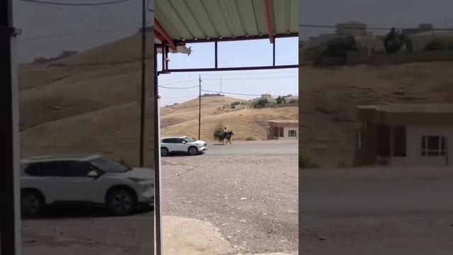 животные.mp4