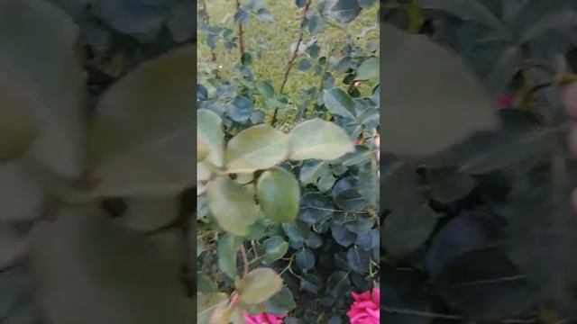 Зацвели еще две розы - Леди оф Шалот и Ла Вилла Котта.