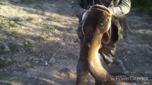 Ловля СОМА за 3 минуты!ЛОВЛЯ на ЛЯГУШКУ!!!