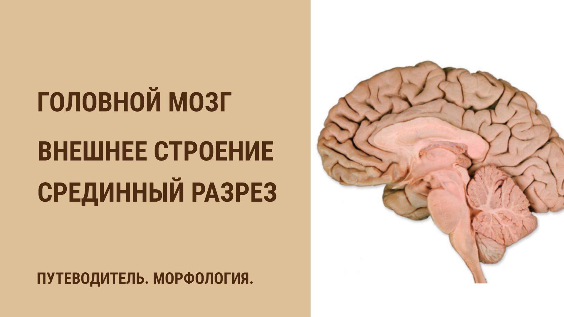 Головной мозг. Внешний вид. Срединный разрез смотреть онлайн